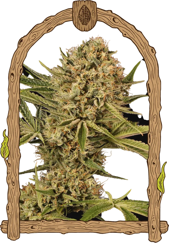 Herz OG | PHOTOFEM | Exotic Seed