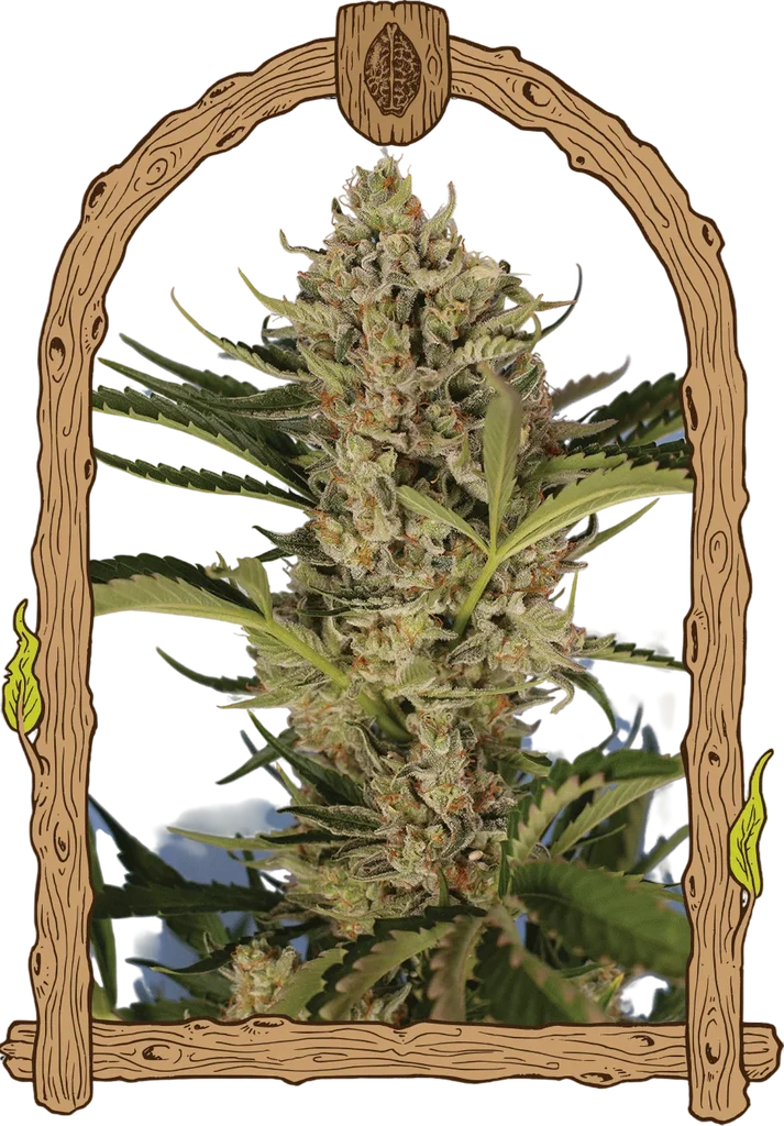 Herz OG Auto | AUTOFEM | Exotic Seed