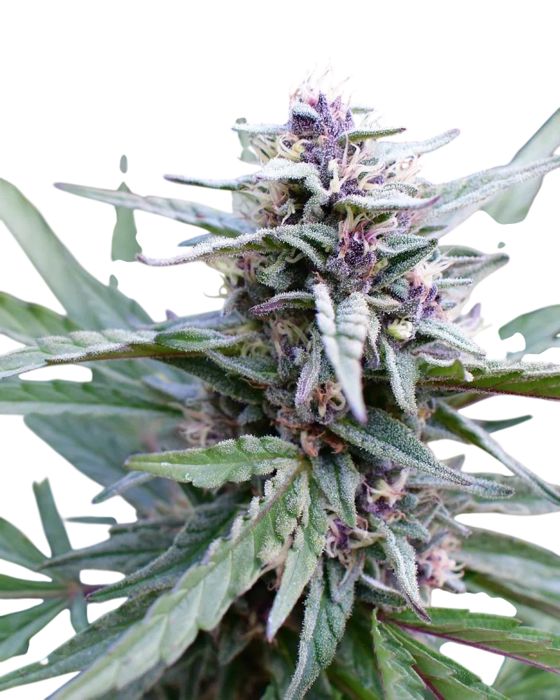 Hi-Biscus – Produktansicht