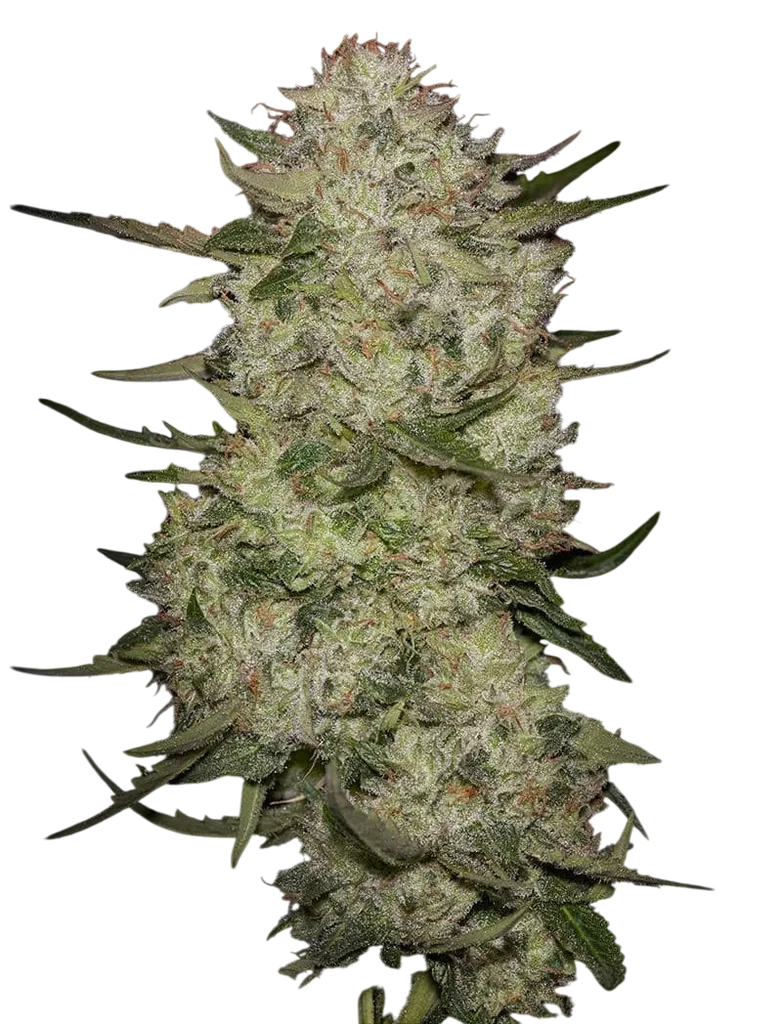 Highcloudz Auto – Produktansicht