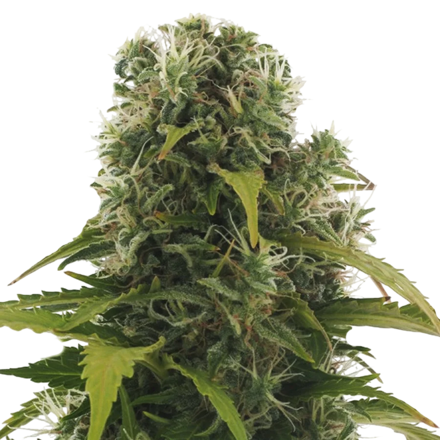 High Density Auto – Produktansicht