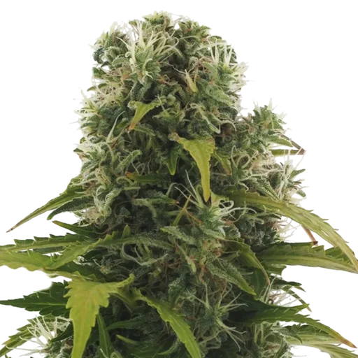 High Density Auto