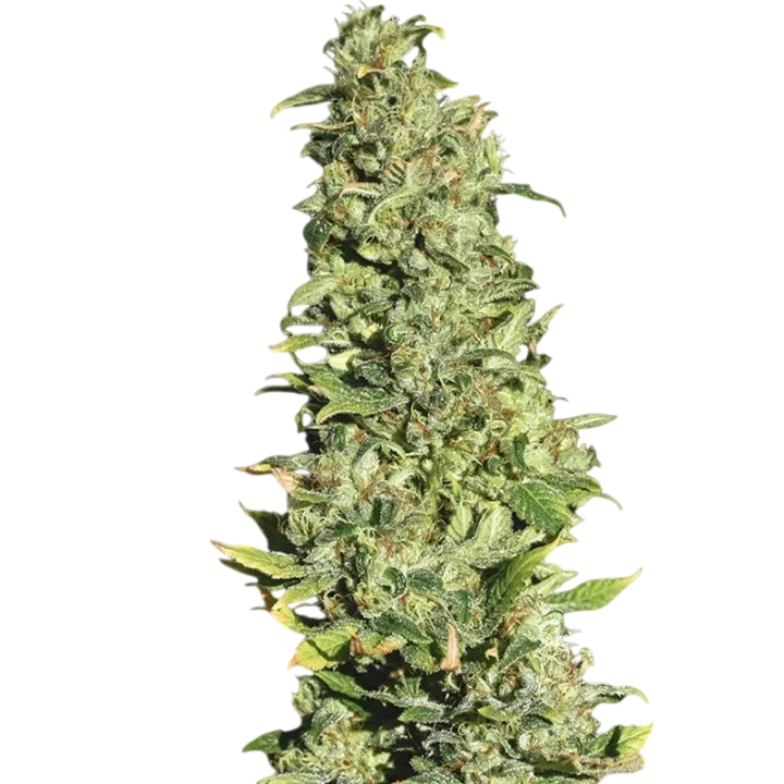 High Level – Produktansicht