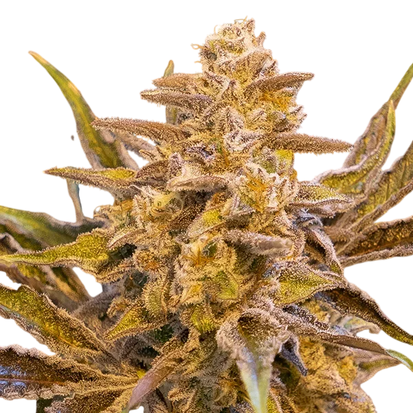 High Voltage Auto – Produktansicht