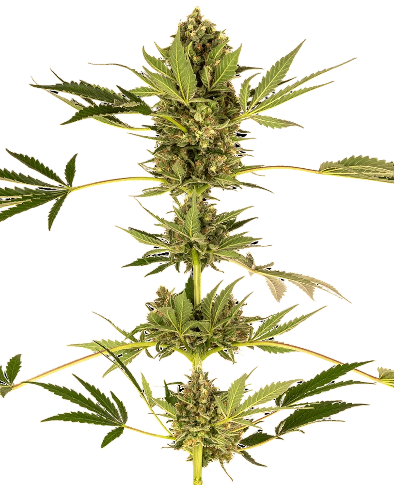 Himalayan CBD – Produktansicht