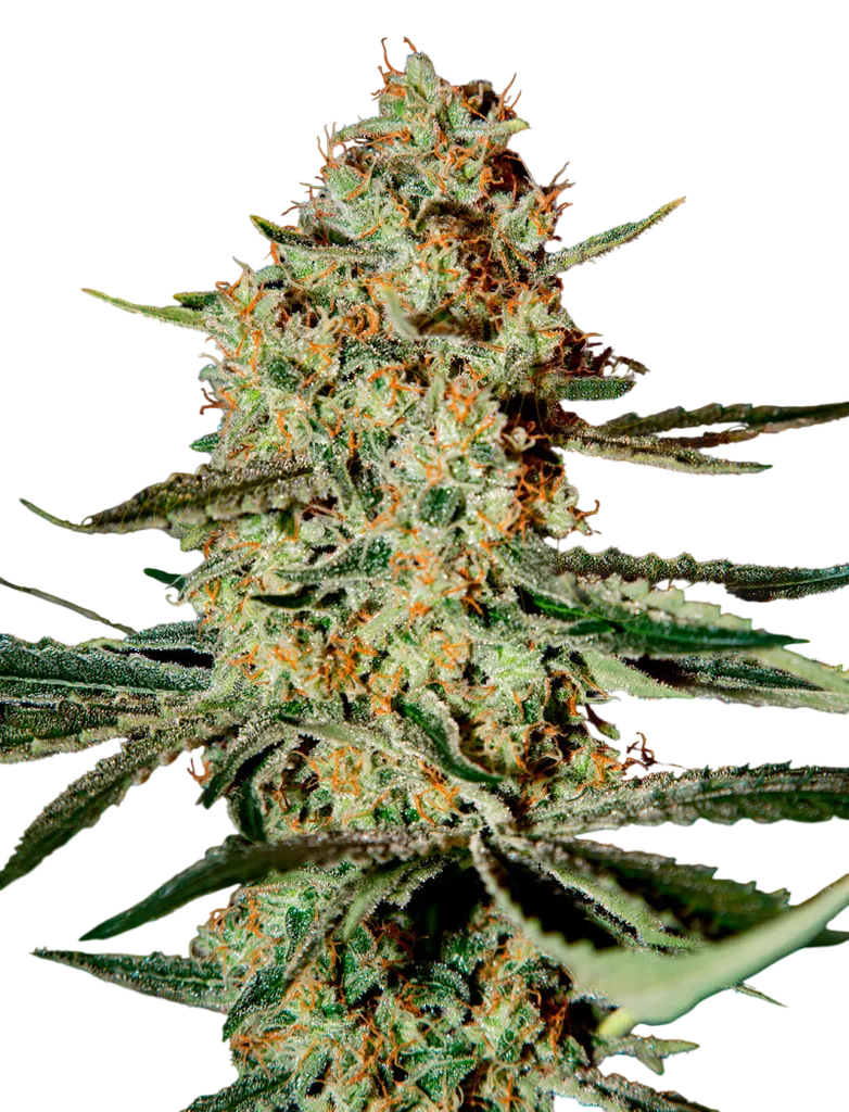 Himalayan Gold | PHOTOFEM | Greenhouse Seed Co.
