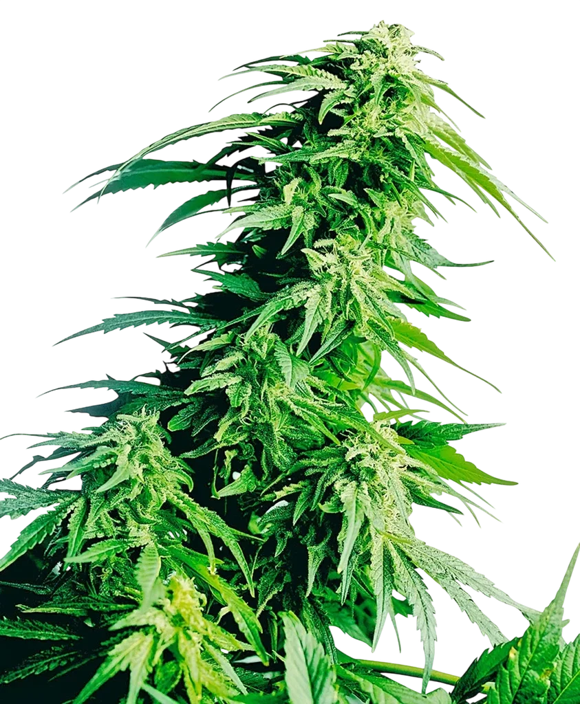 Hindu Kush | PHOTOFEM | Sensi Seeds