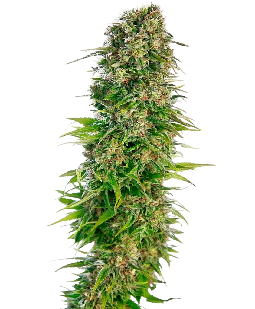 Hindu Kush Auto – Produktansicht