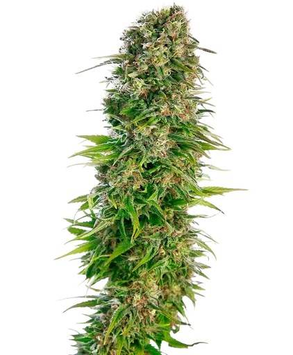 Hindu Kush Auto