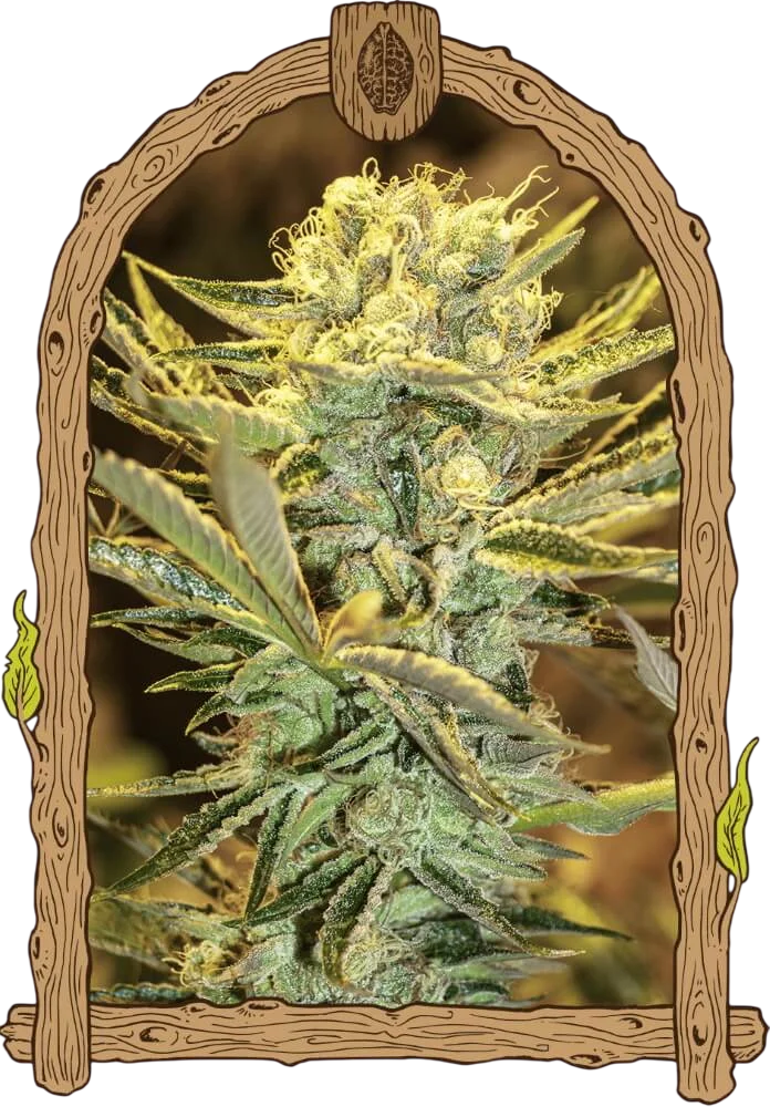 Hippieberry | PHOTOFEM | Exotic Seed