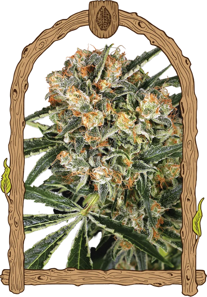 Hippie Therapy CBD | PHOTOFEM | Exotic Seed