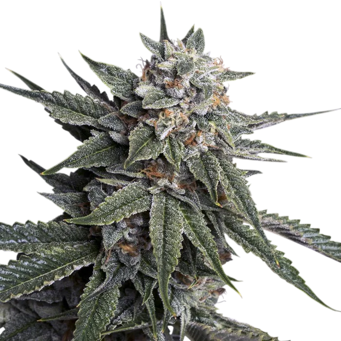 Holy Grail Kush – Produktansicht