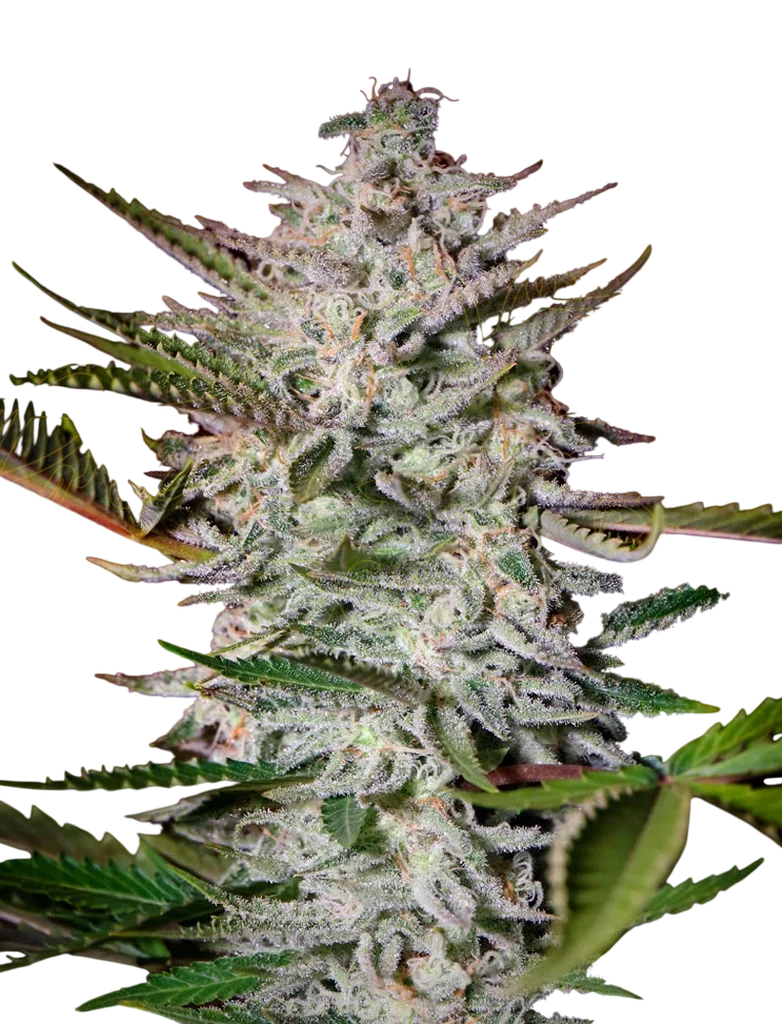 Holy Punch – Produktansicht