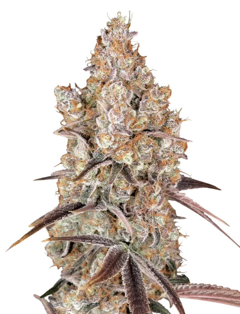 Holy Snow – Produktansicht