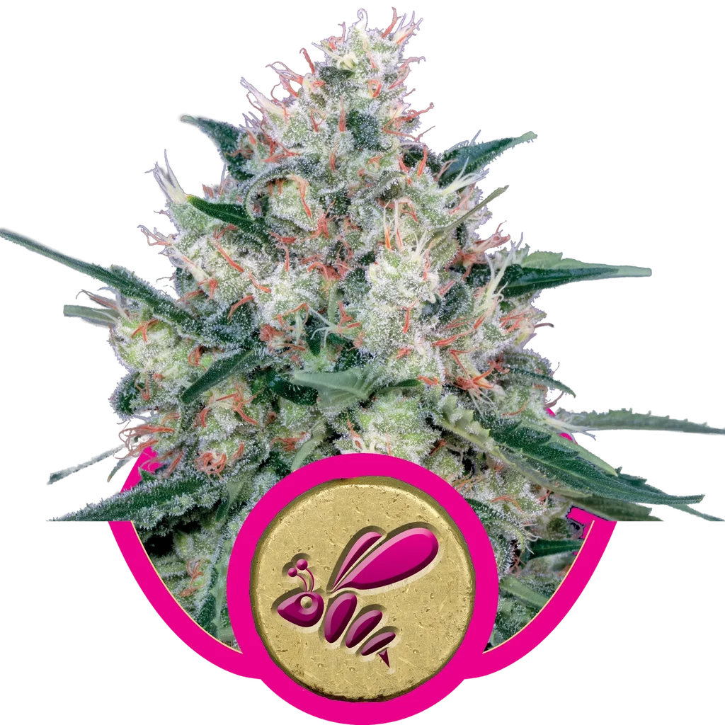 Honey Cream FAST Version – Produktansicht