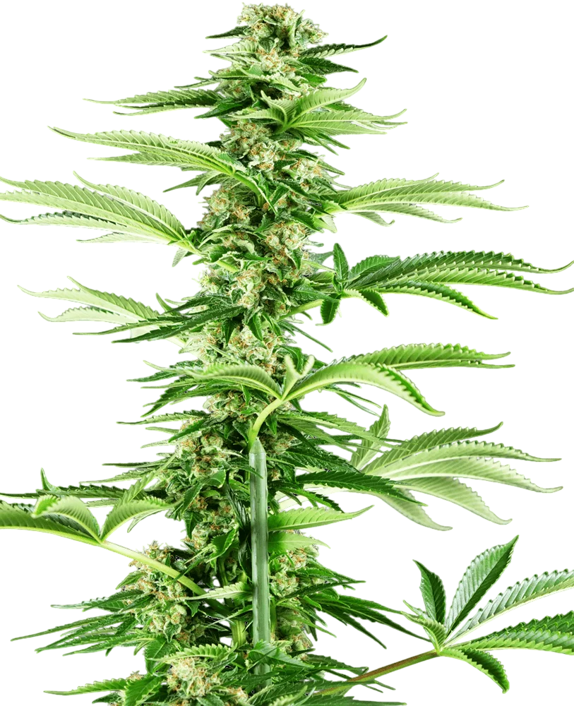 Honey Melon Haze – Produktansicht