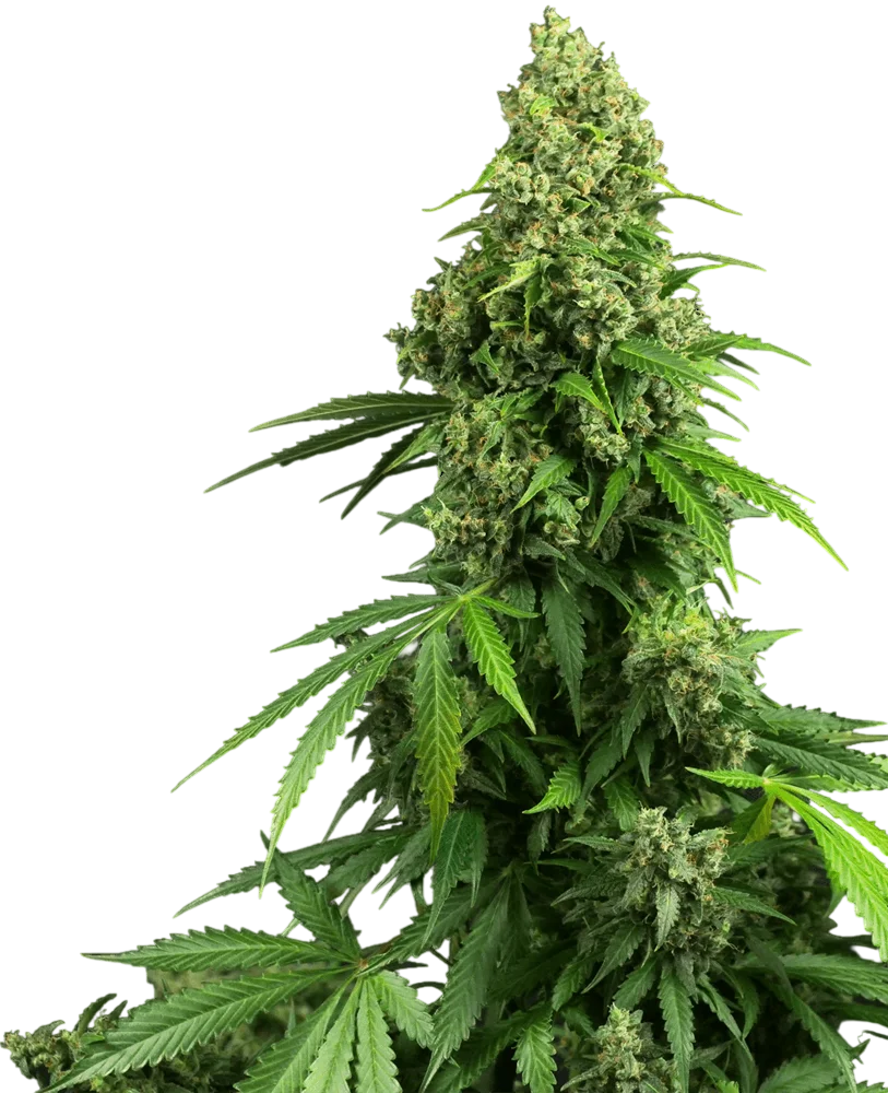Honey Melon Kush Auto | AUTOFEM | Sensi Seeds