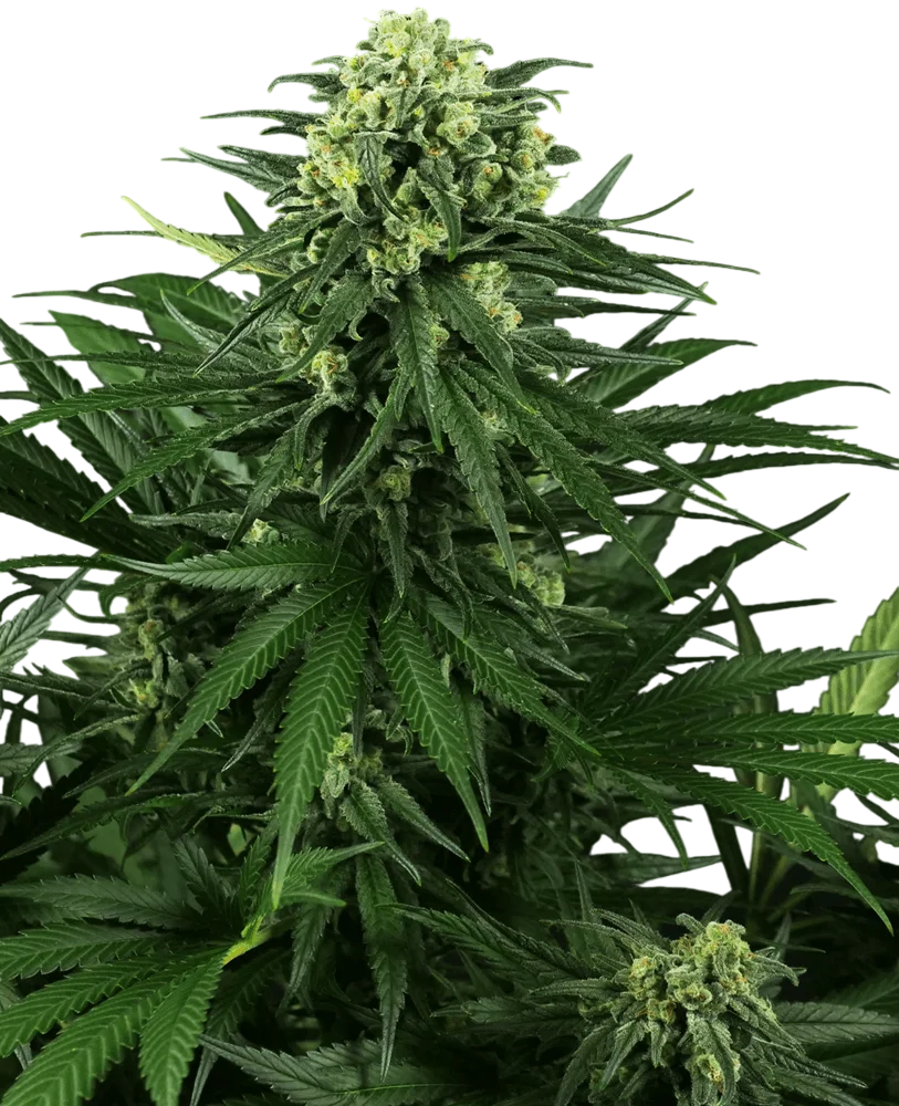 Honey Melon Kush – Produktansicht