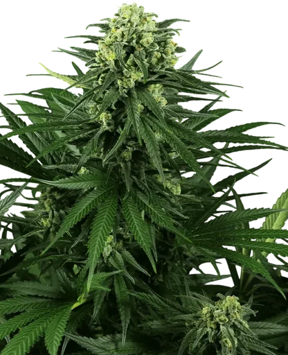 Honey Melon Kush