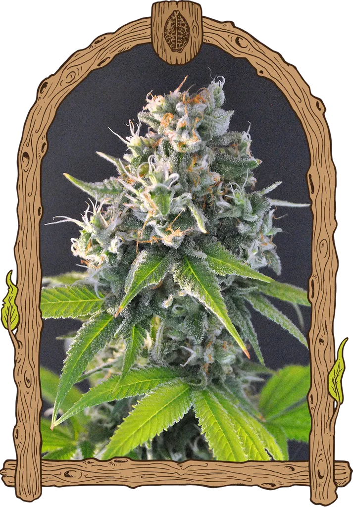 Honey Mints | PHOTOFEM | Exotic Seed