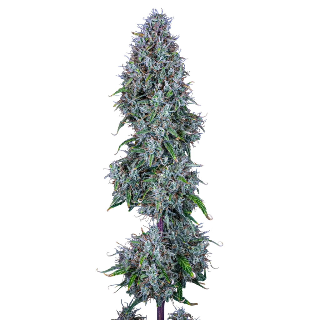 Hubbabubbasmelloscope Auto – Produktansicht