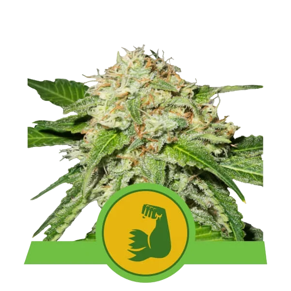 HulkBerry Auto – Produktansicht