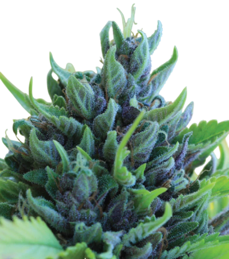 Humboldt Dream Auto – Produktansicht