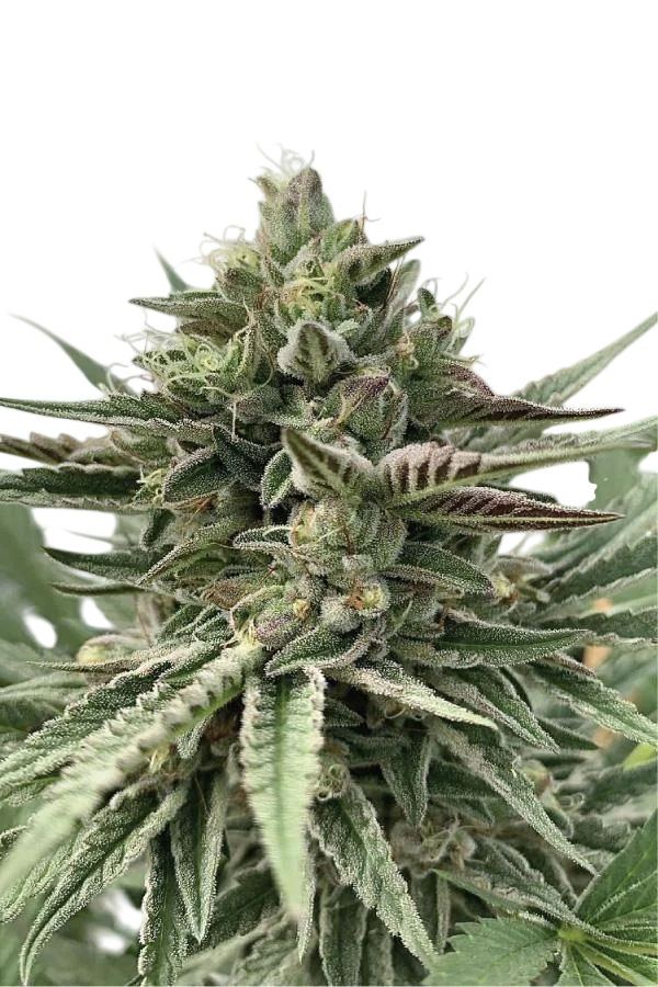 Humboldt Pound Cake – Produktansicht