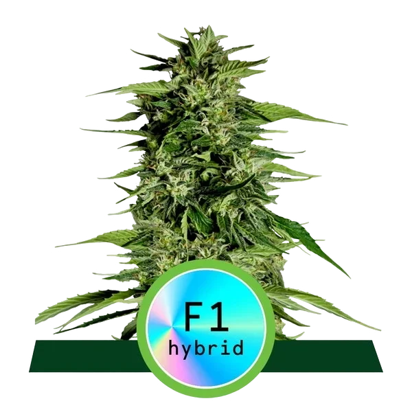 Hyperion F1 Auto – Produktansicht