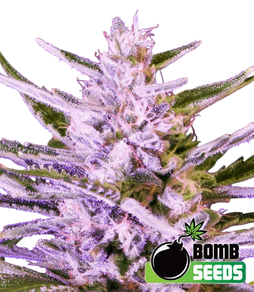 Ice Bomb – Produktansicht