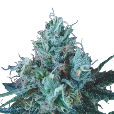 Ice Cream | PHOTOFEM | Pyramid Seeds