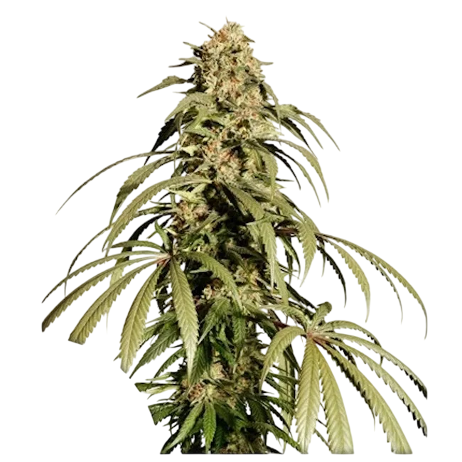 Ice Cream Haze – Produktansicht