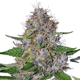 Apple Crumble | PHOTOFEM | G13 Labs
