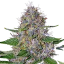 Apple Crumble | PHOTOFEM | G13 Labs