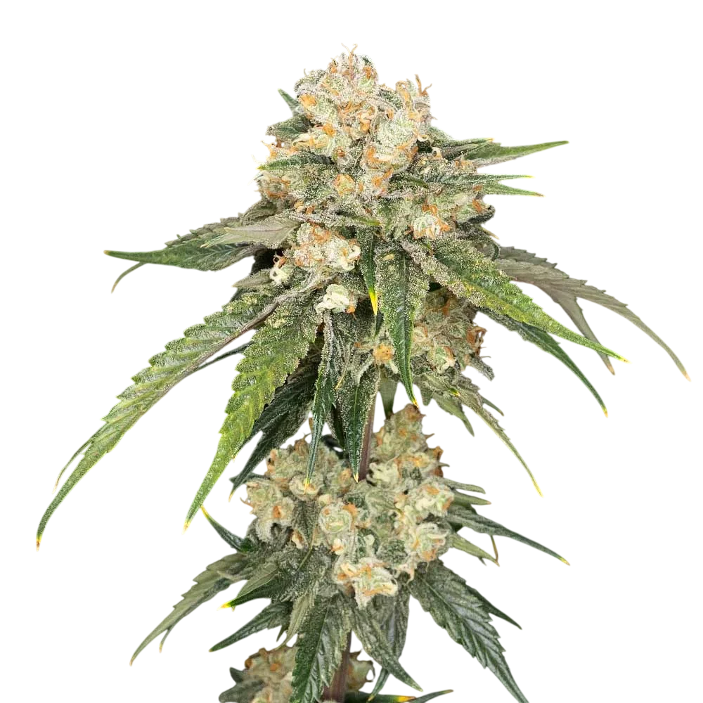 Ice Dream Cake | PHOTOFEM | Seedsman