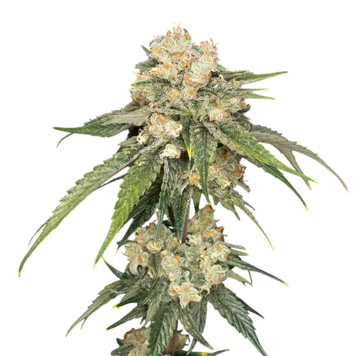 Ice Dream Cake