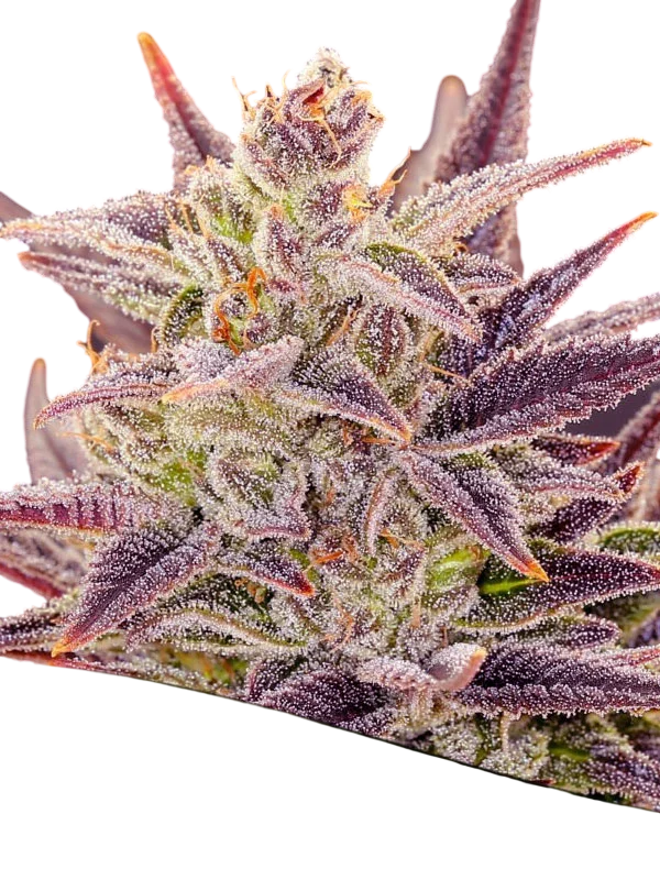 Imperium X Auto – Produktansicht