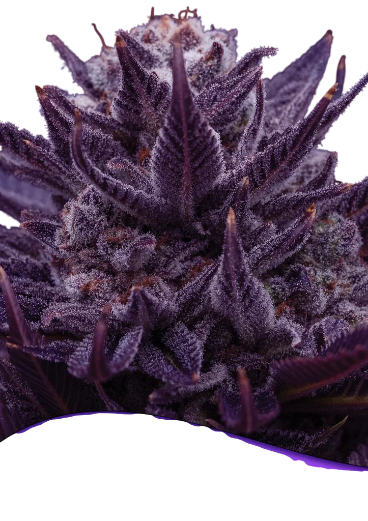 Imperium X | PHOTOFEM | Anesia Seeds