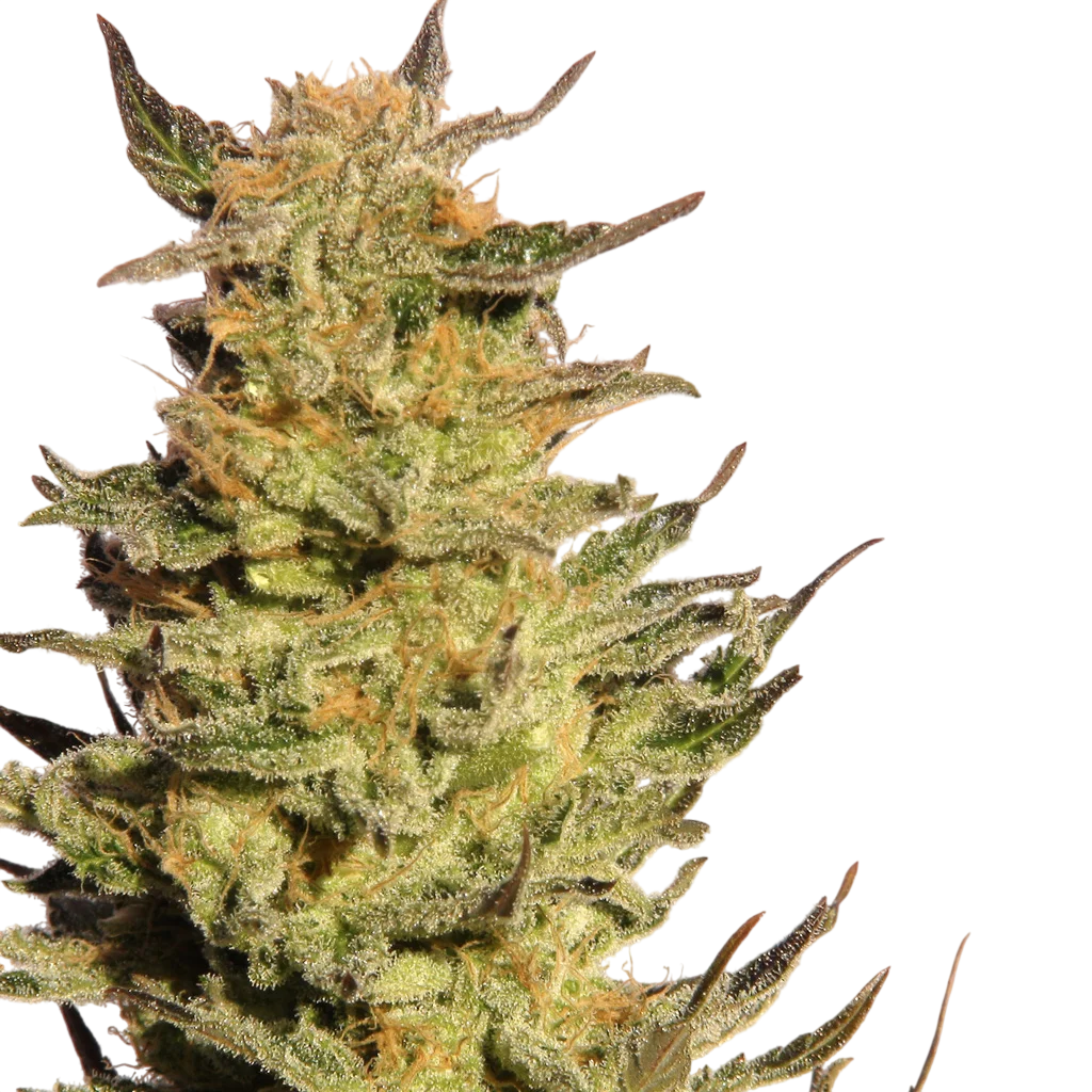 Indica Cream (Kreamy Karamel) | PHOTOFEM | Kannabia Seeds