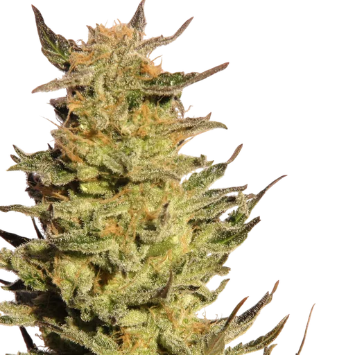 Indica Cream (Kreamy Karamel)