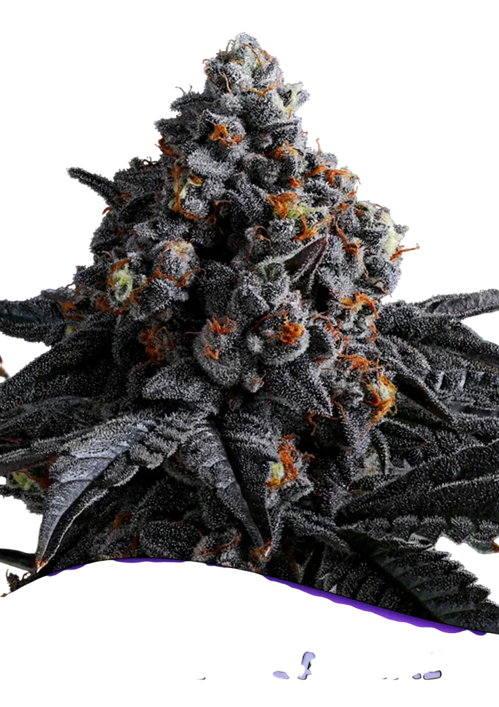 Indigo Sapphire – Produktansicht
