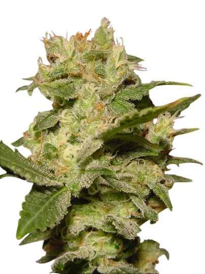 Jack Auto | AUTOFEM | Paradise Seeds