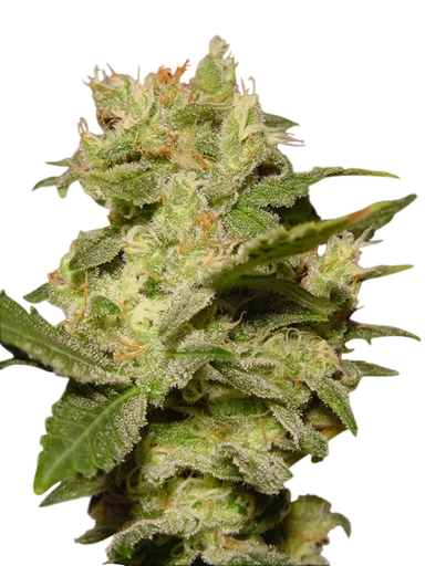 Jack Auto