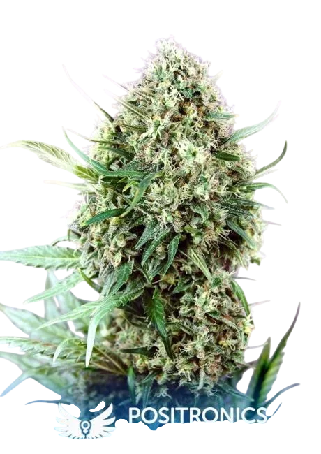 Jack Diesel – Produktansicht