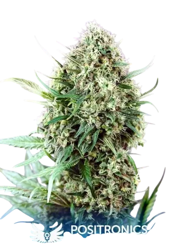 Jack Diesel