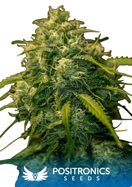 Jack Diesel CBD – Produktansicht