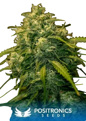 Jack Diesel CBD
