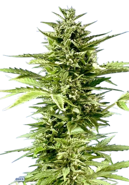 Jack Diesel Express Auto – Produktansicht