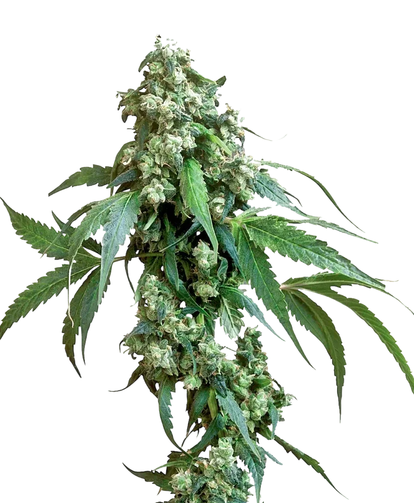 Jack Flash #5 | PHOTOFEM | Sensi Seeds