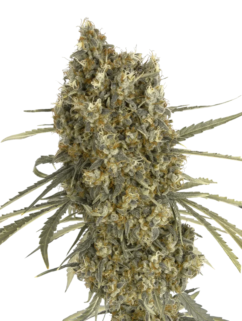 Jack Herer Auto – Produktansicht